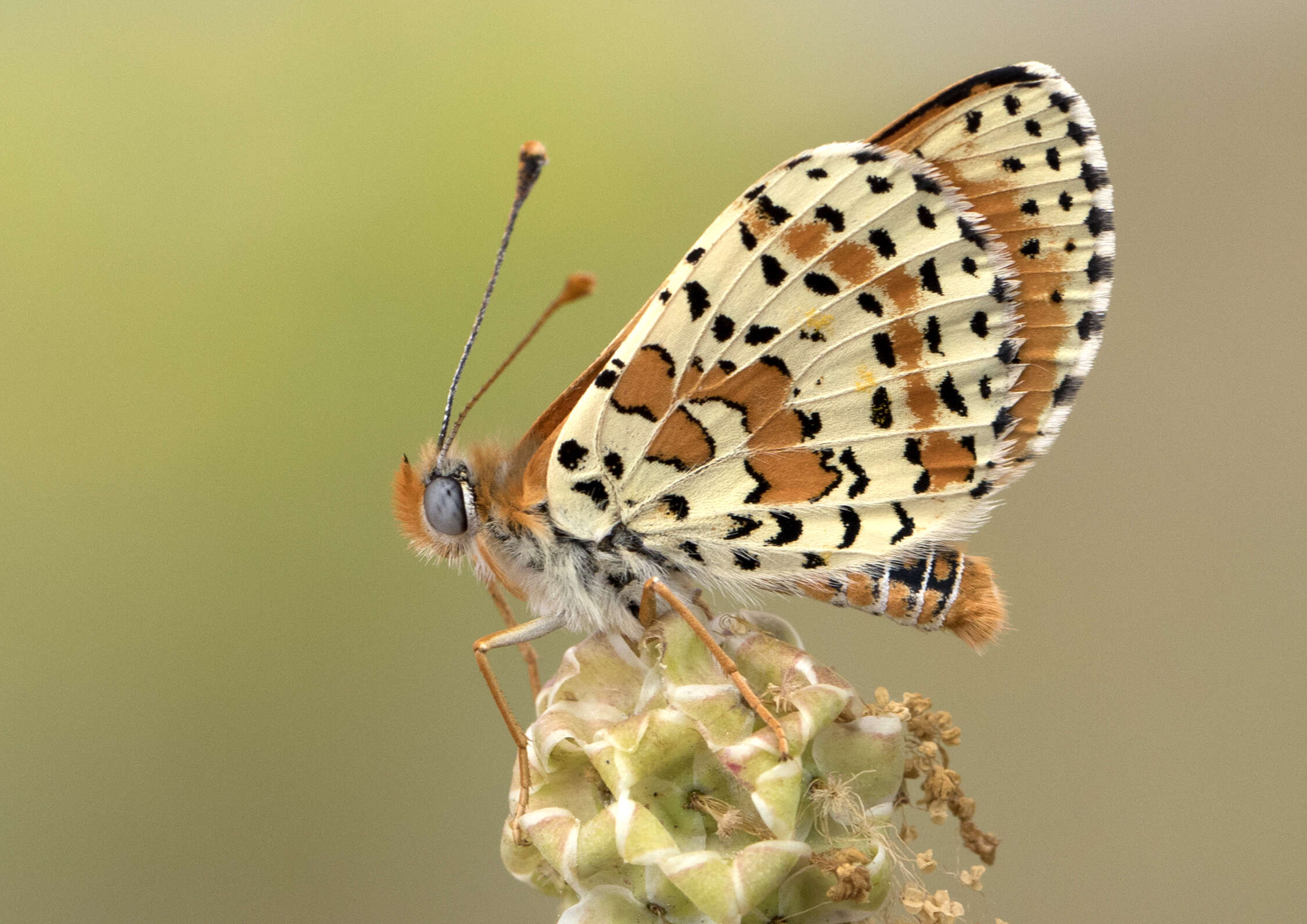 Image of Red-Band Fritillary