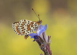 Image of Red-Band Fritillary