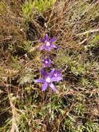 Image of starflower brodiaea