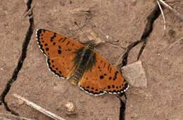 Image of Red-Band Fritillary