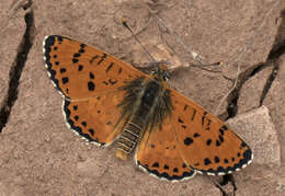 Image of Red-Band Fritillary