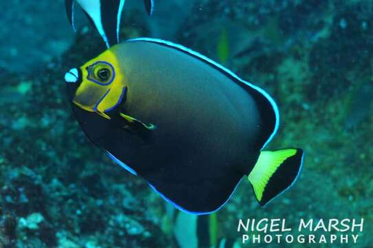 Image of Angelfish