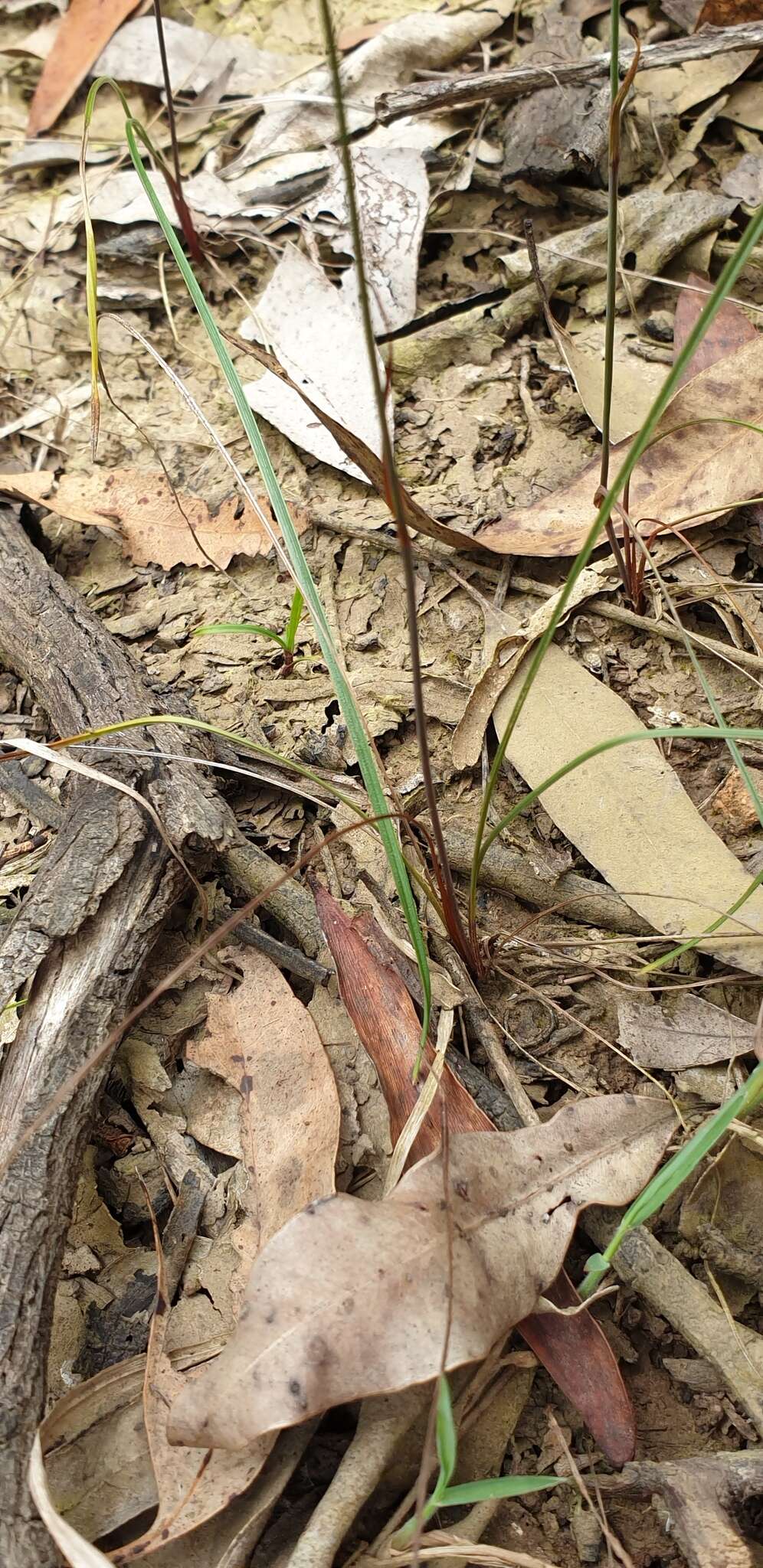 Image of Dianella rara R. Br.