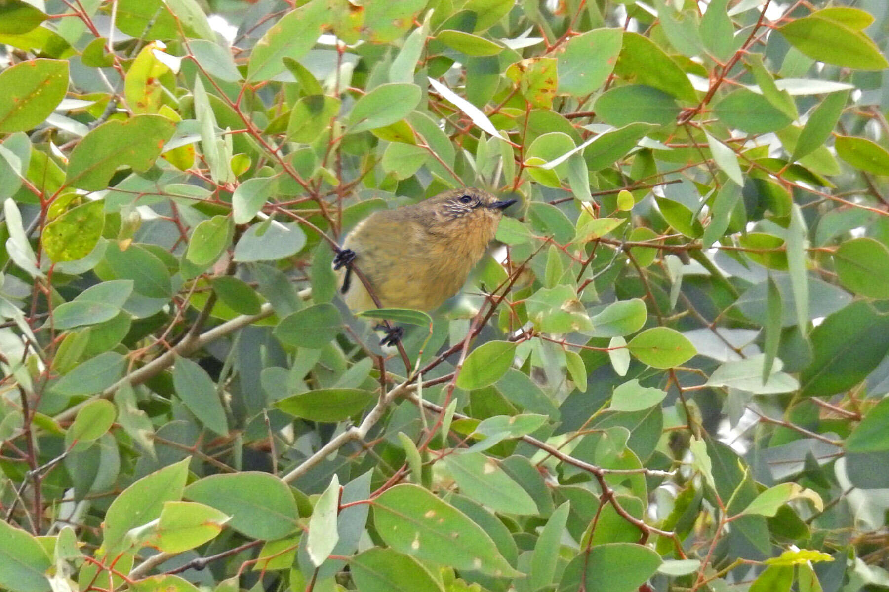 Image of Yellow Thornbill