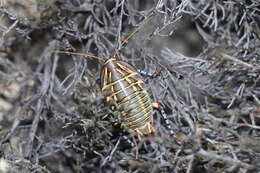 Image of Mardi Gras Cockroach