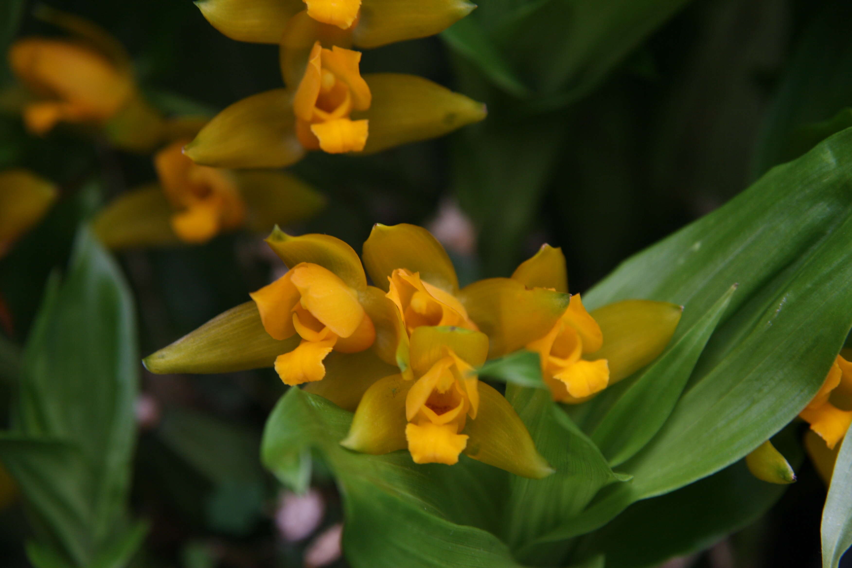 Image of Sweet scented Lycaste