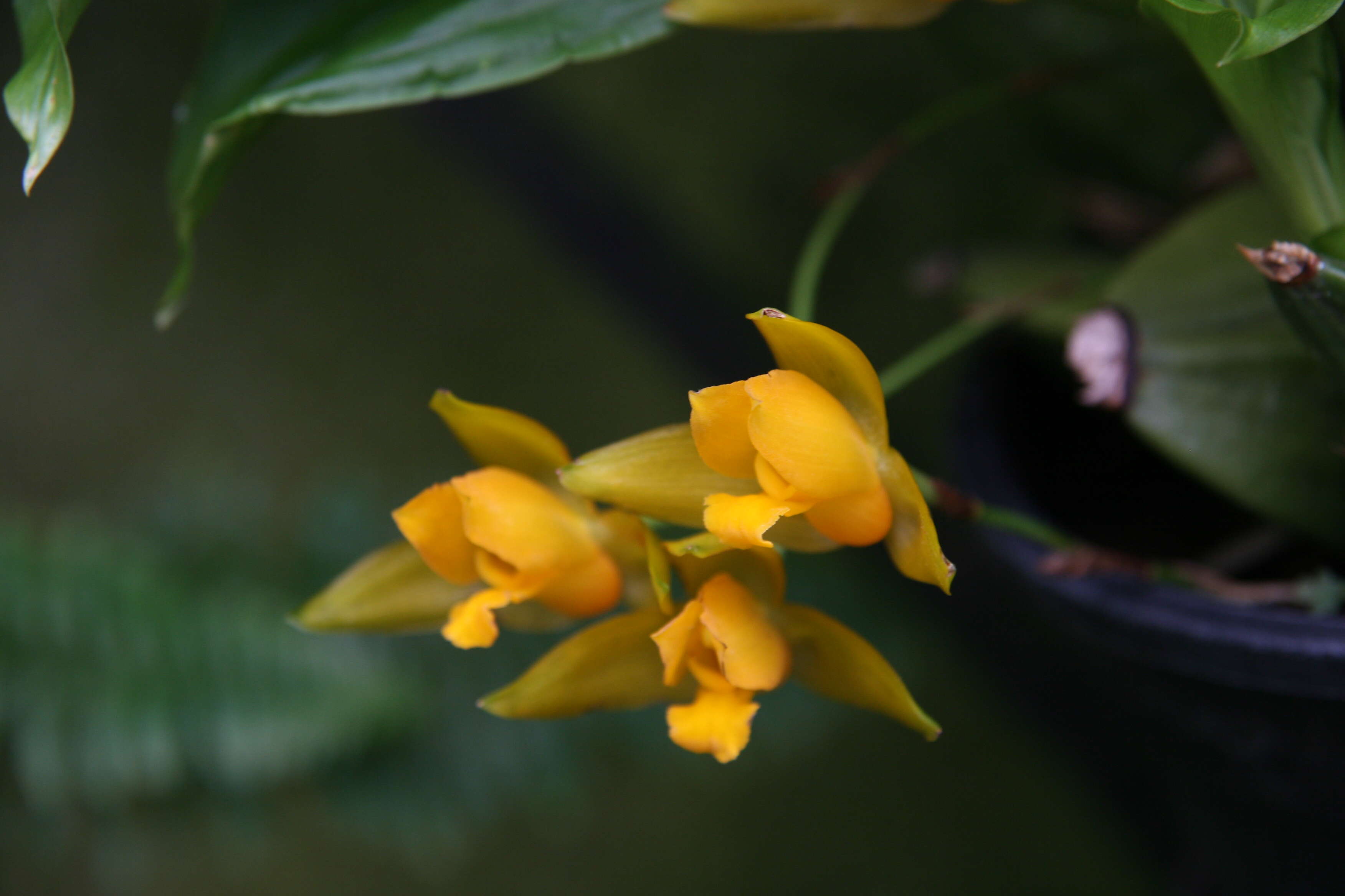 Image of Sweet scented Lycaste