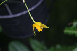 Image of Sweet scented Lycaste