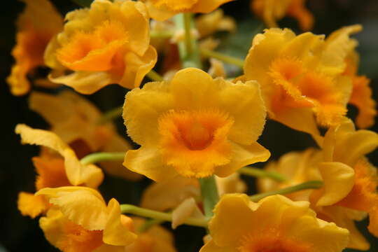 Image de Dendrobium densiflorum Lindl.