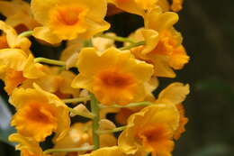 Imagem de Dendrobium densiflorum Lindl.