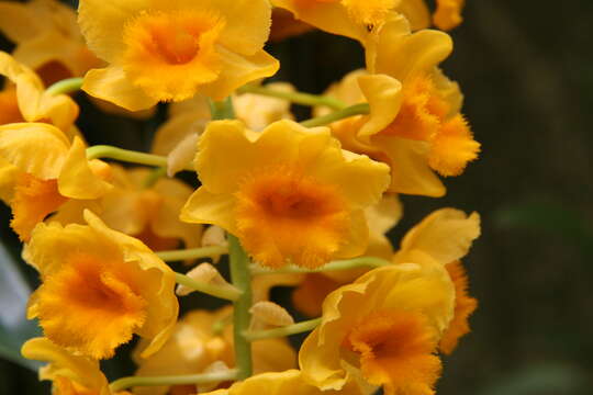 Imagem de Dendrobium densiflorum Lindl.