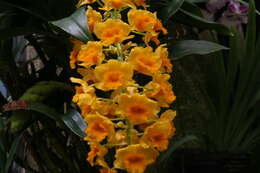 Imagem de Dendrobium densiflorum Lindl.