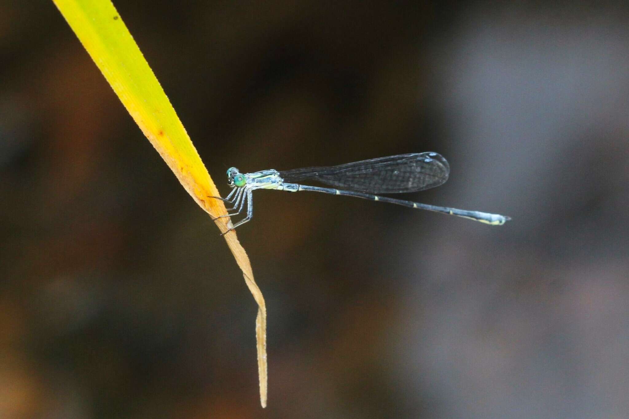 Image of Neosticta canescens Tillyard 1913