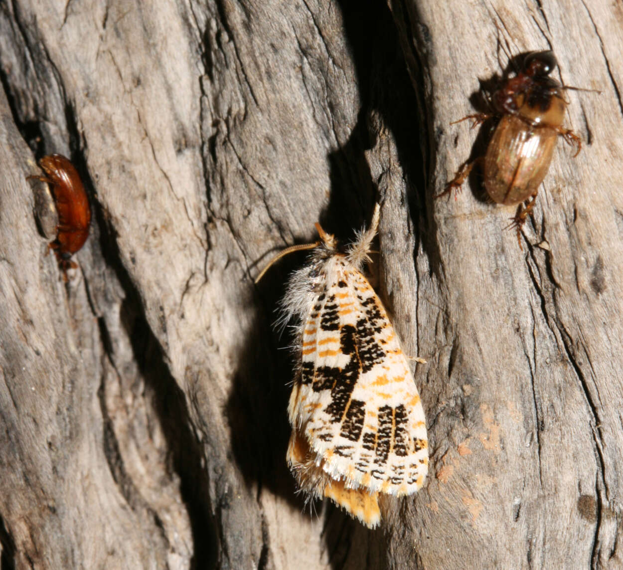 Image of Salagena tessellata Distant 1897