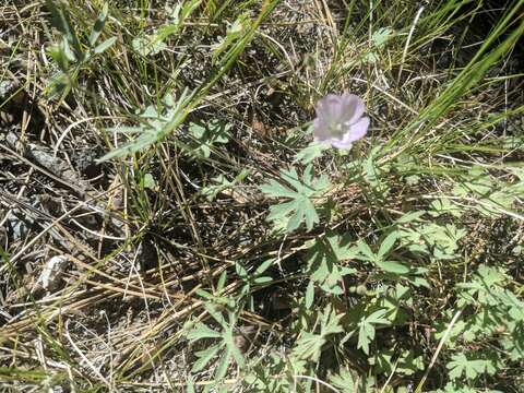 Image of waxy checkerbloom