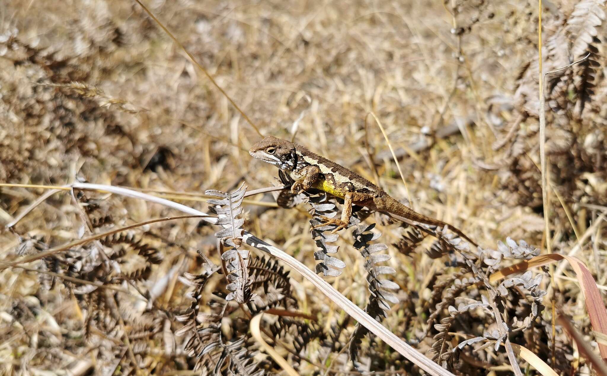 Plancia ëd Diploderma varcoae Boulenger 1918