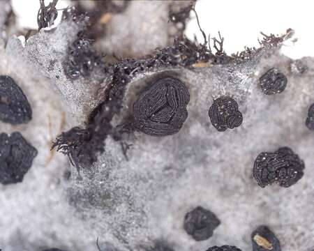 Image of cylindric navel lichen