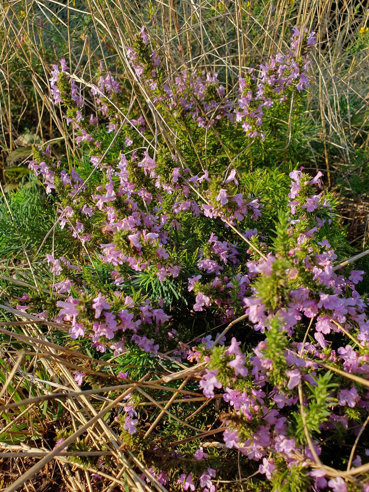 Image of Satureja kitaibelii Wierzb. ex Heuff.