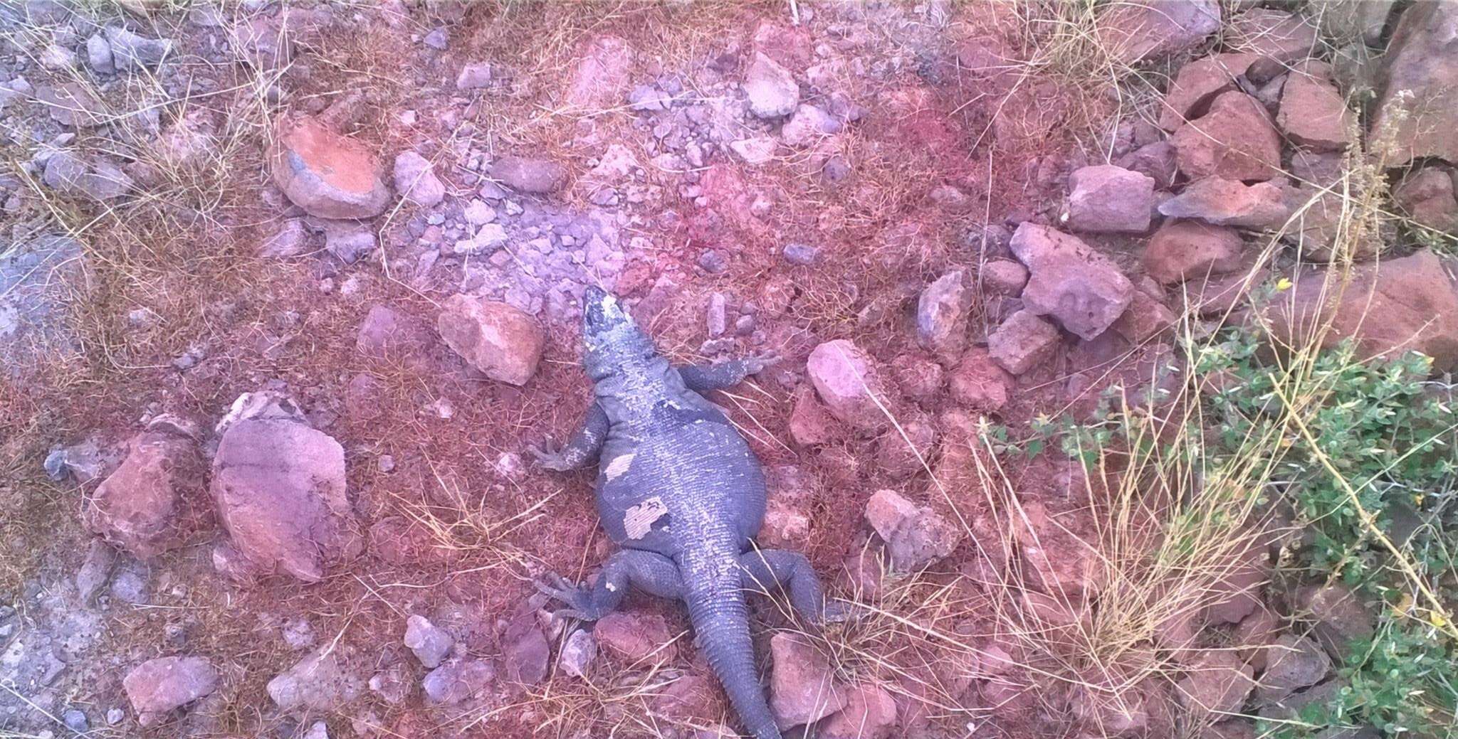 Image of Angel Island chuckwalla