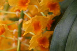 Imagem de Dendrobium densiflorum Lindl.