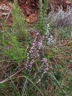 Image of Erica bicolor Thunb.