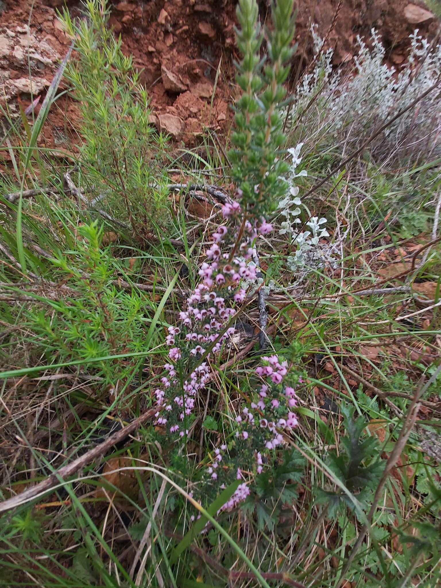 Image of Erica bicolor Thunb.