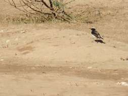 Image of Mourning Wheatear