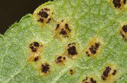 Image of Puccinia lantanae Farl. 1883