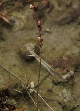 Image of Drosera cayennensis Sagot ex Diels