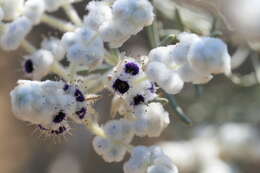 Image of Lachnostachys eriobotrya (F. Muell.) Druce