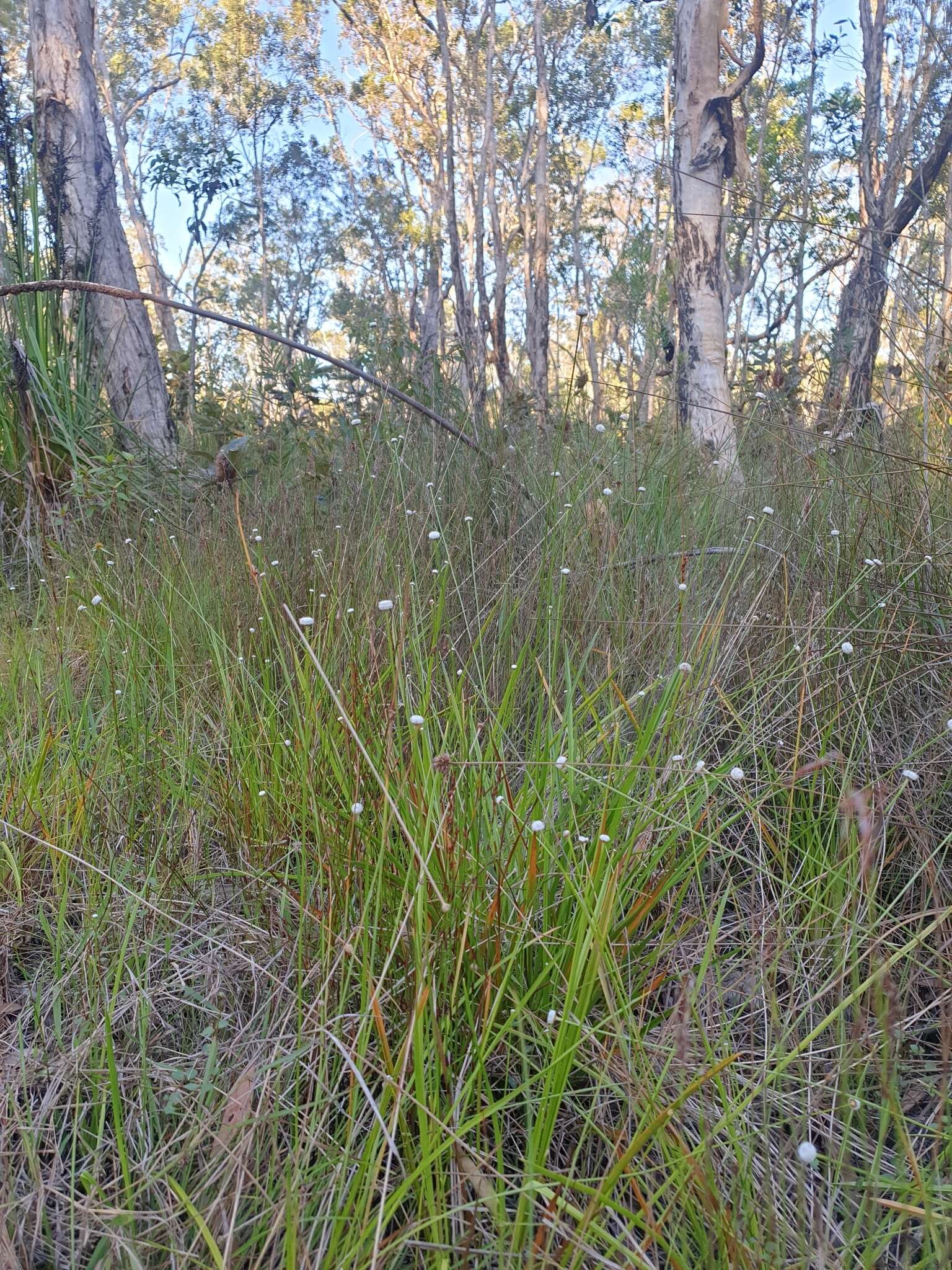 Image de Eriocaulon australe R. Br.