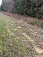 Image of southeastern pocket gopher