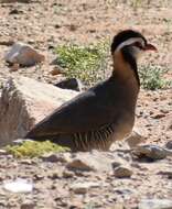 Image of Arabian Partridge