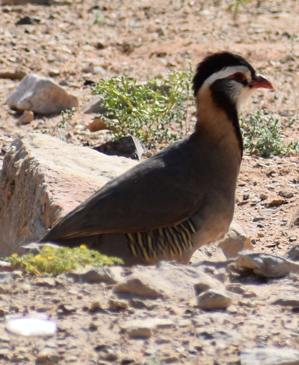 Alectoris melanocephala (Rüppell 1835) resmi