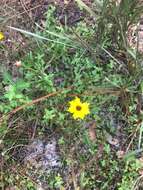 صورة Coreopsis leavenworthii Torr. & A. Gray