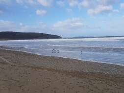 Image of Australian Pied Oystercatcher