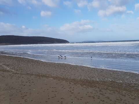 Image of Australian Pied Oystercatcher