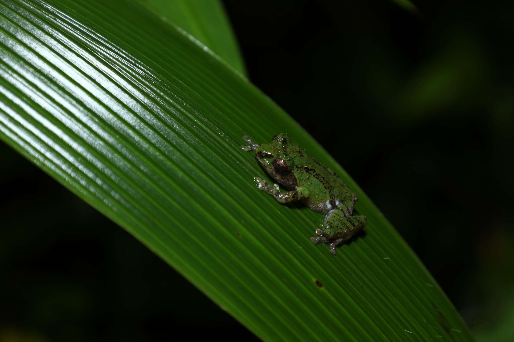 Image of Philautus aurifasciatus (Schlegel 1837)