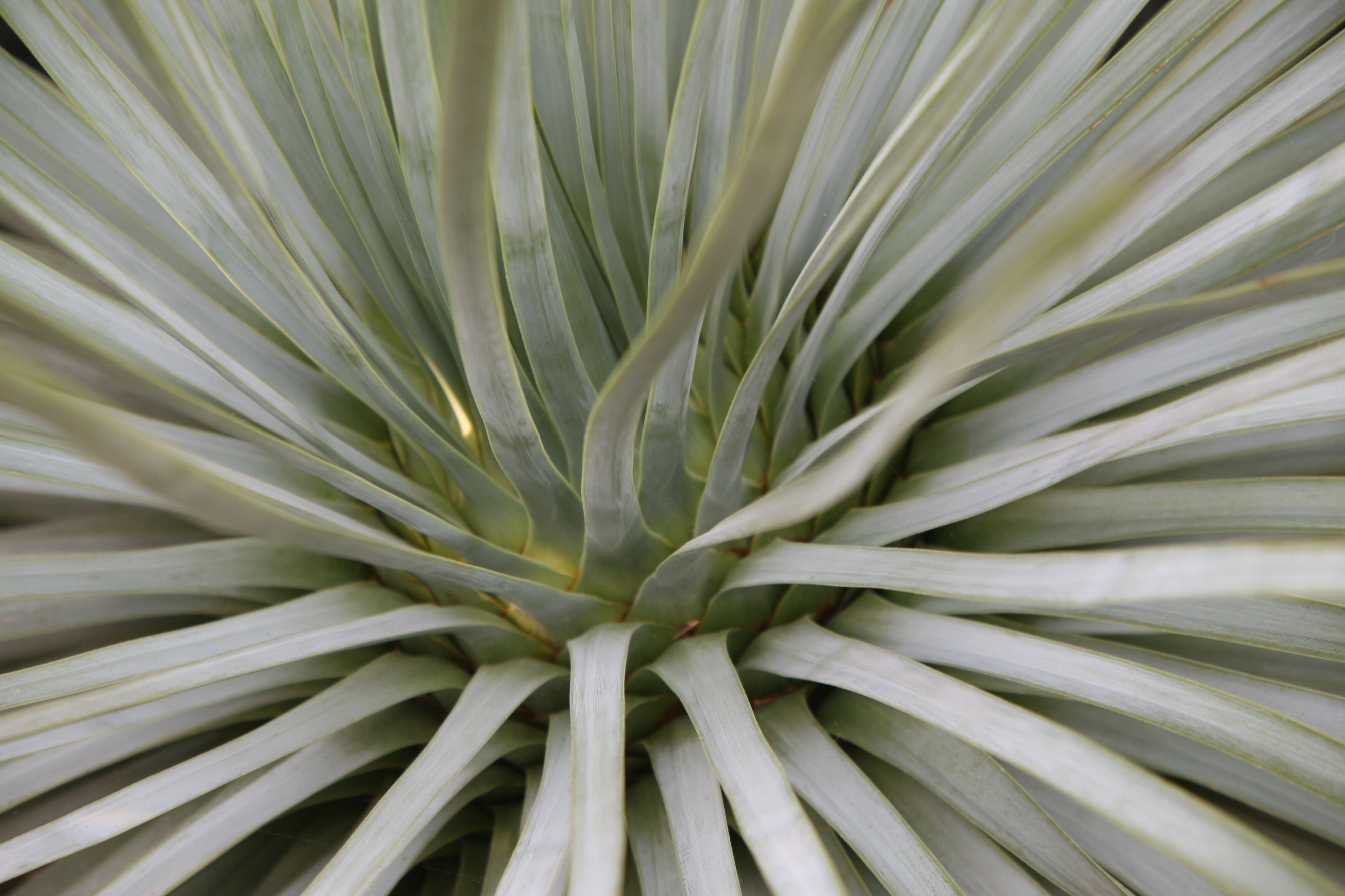 Image of hesperoyucca