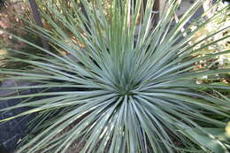 Image of hesperoyucca