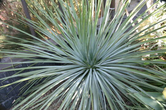 Image of hesperoyucca