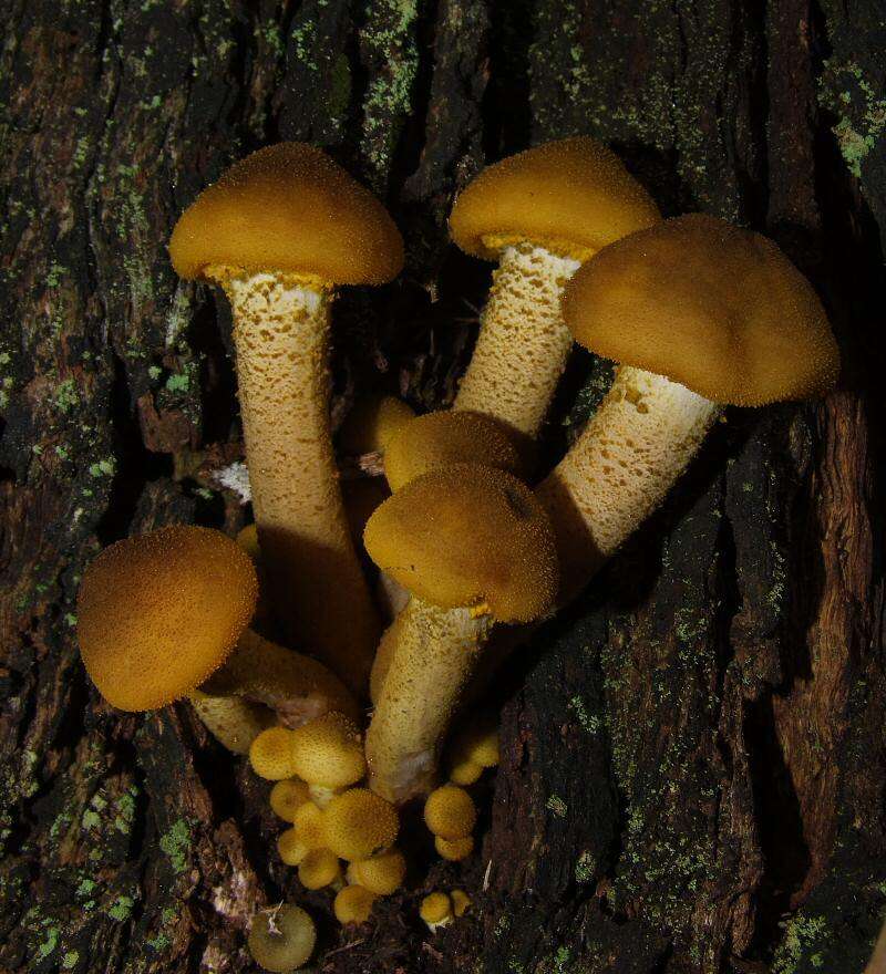 Image of Armillaria luteobubalina Watling & Kile 1978