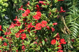 Plancia ëd Mimulus