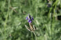 Image of Lavandula multifida L.