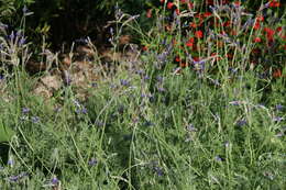 Image of Lavandula multifida L.