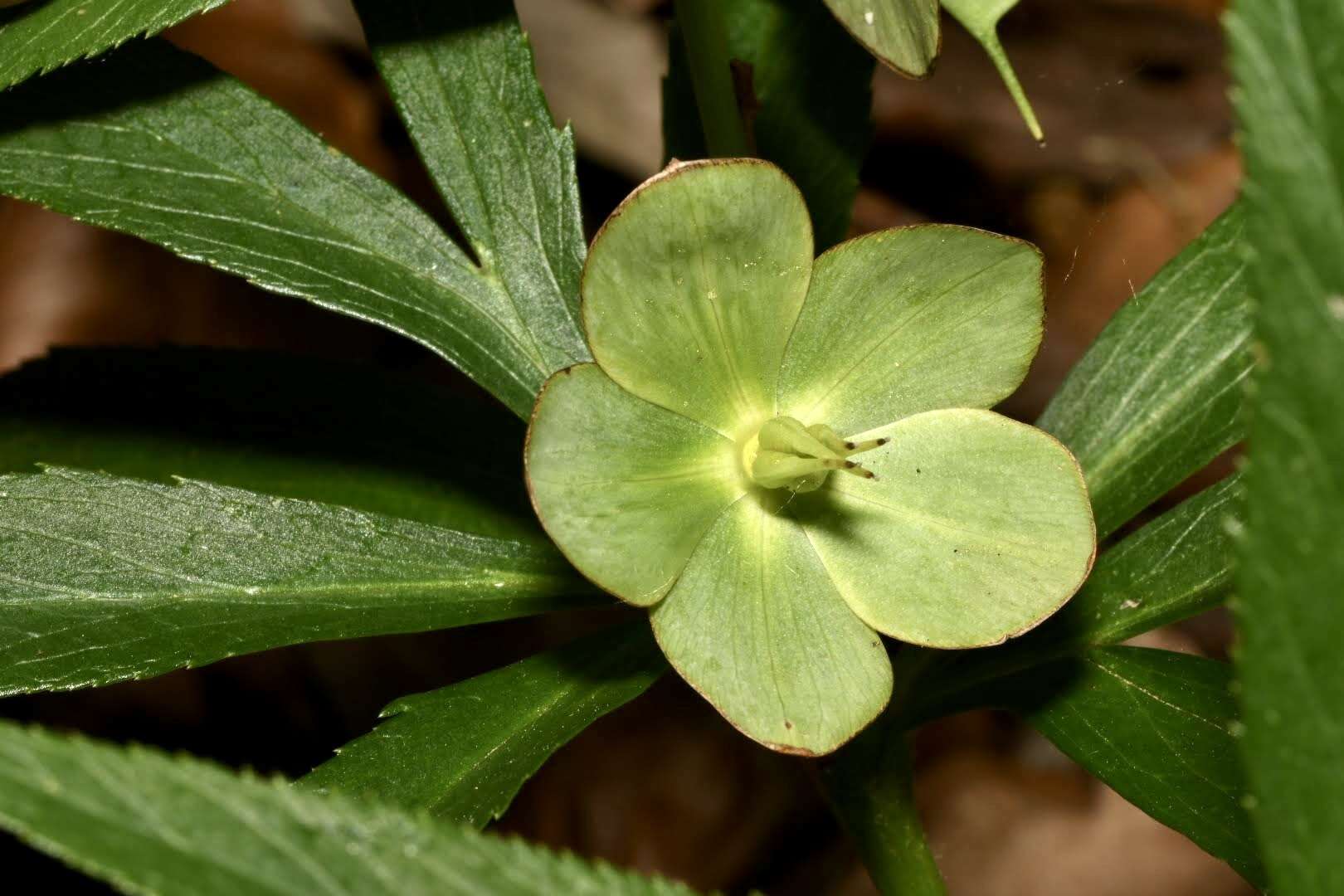 Image of Helleborus dumetorum subsp. dumetorum