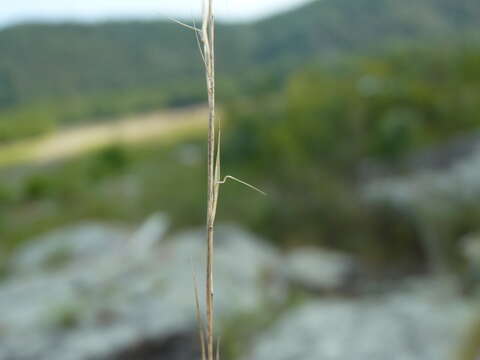 Image de Aristida dichotoma Michx.