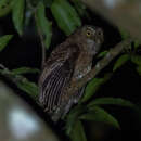 Image of Mindoro Hawk-Owl