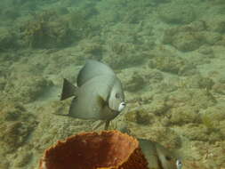 Image of Angelfish