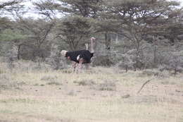 Image of ostriches